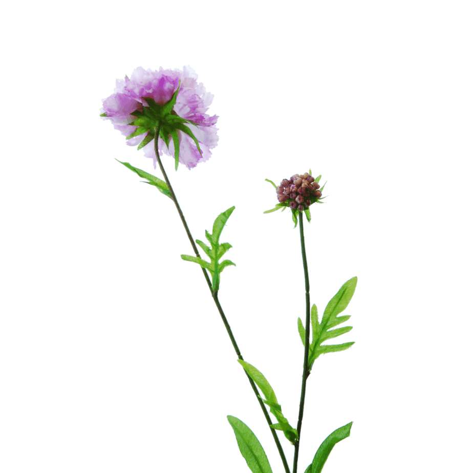 FlowerDutchess Duifkruid detail