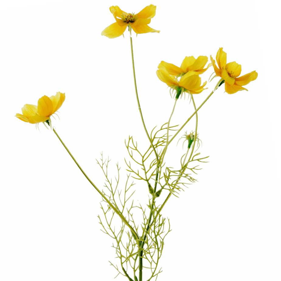 FlowerDutchess Cosmea geel detail 1