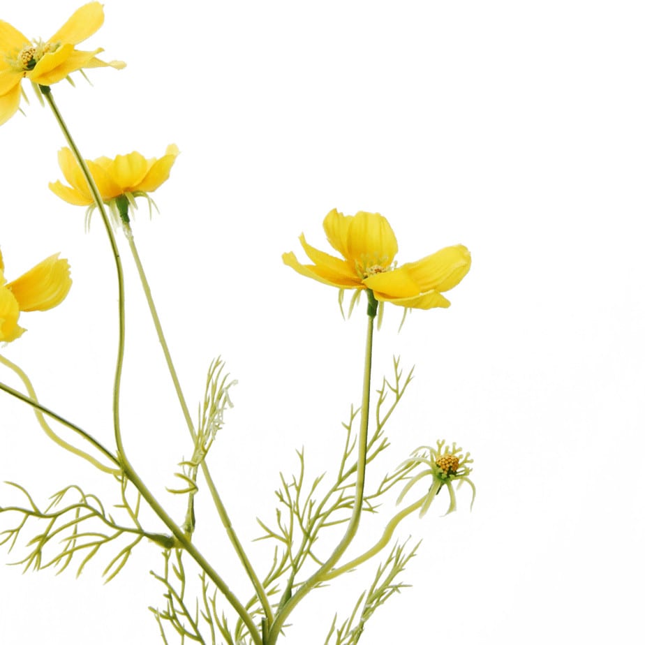 FlowerDutchess Cosmea geel detail 3