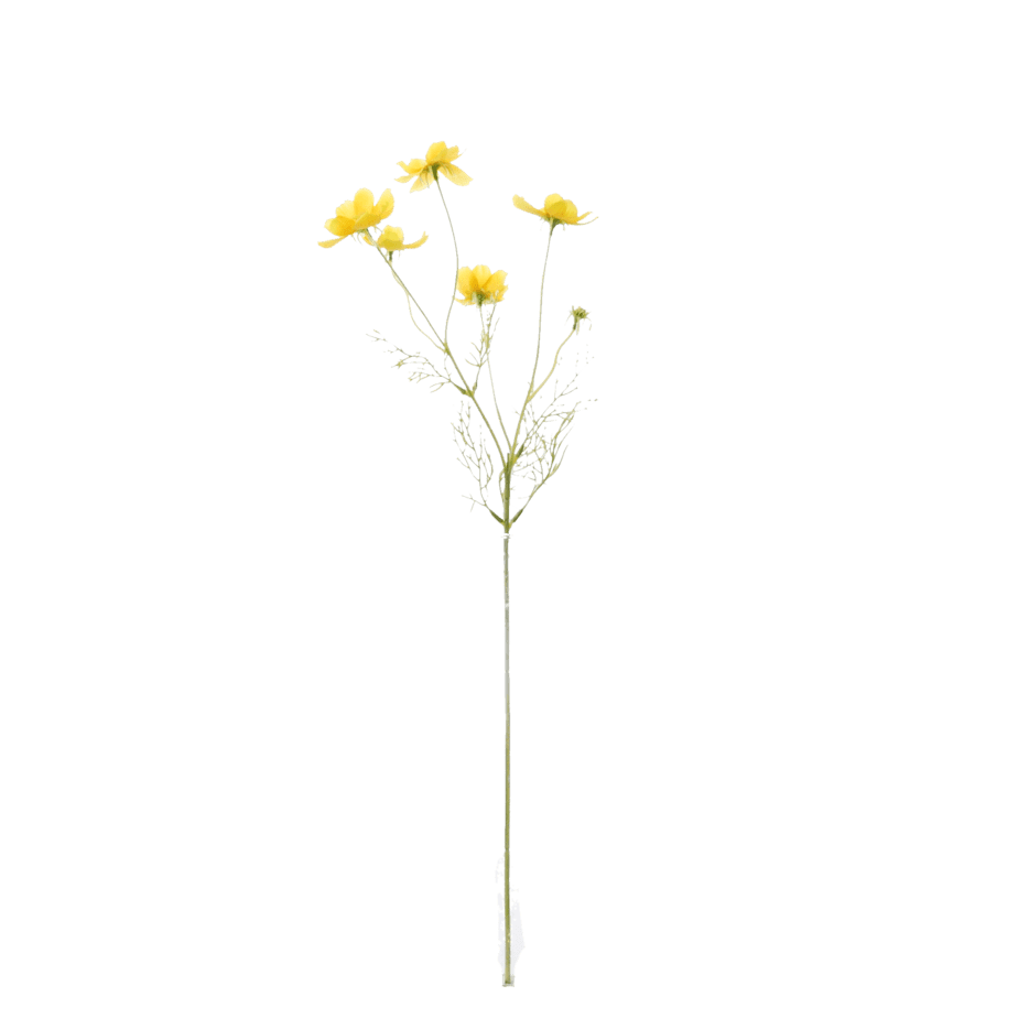 FlowerDutchess Cosmea geel 2