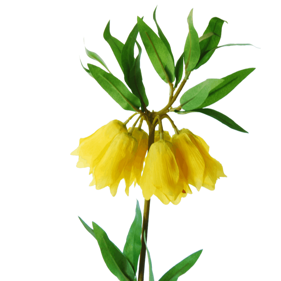 FlowerDutchess keizerskroon geel detail 3