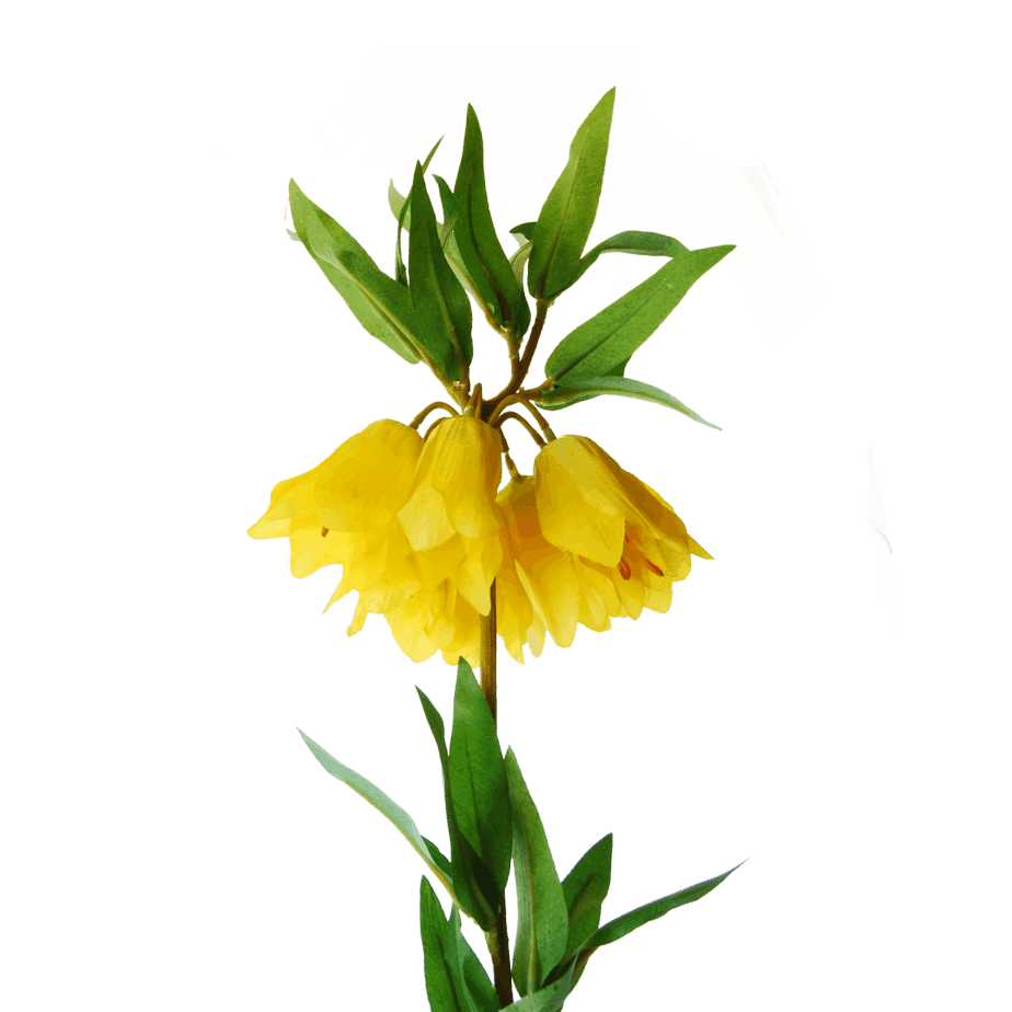 FlowerDutchess keizerskroon geel detail 1