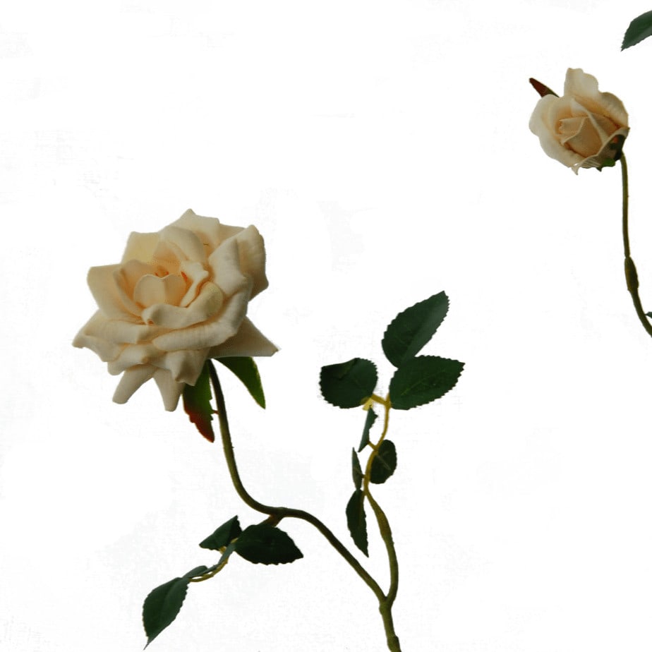 FlowerDutchess rozentak creme 5