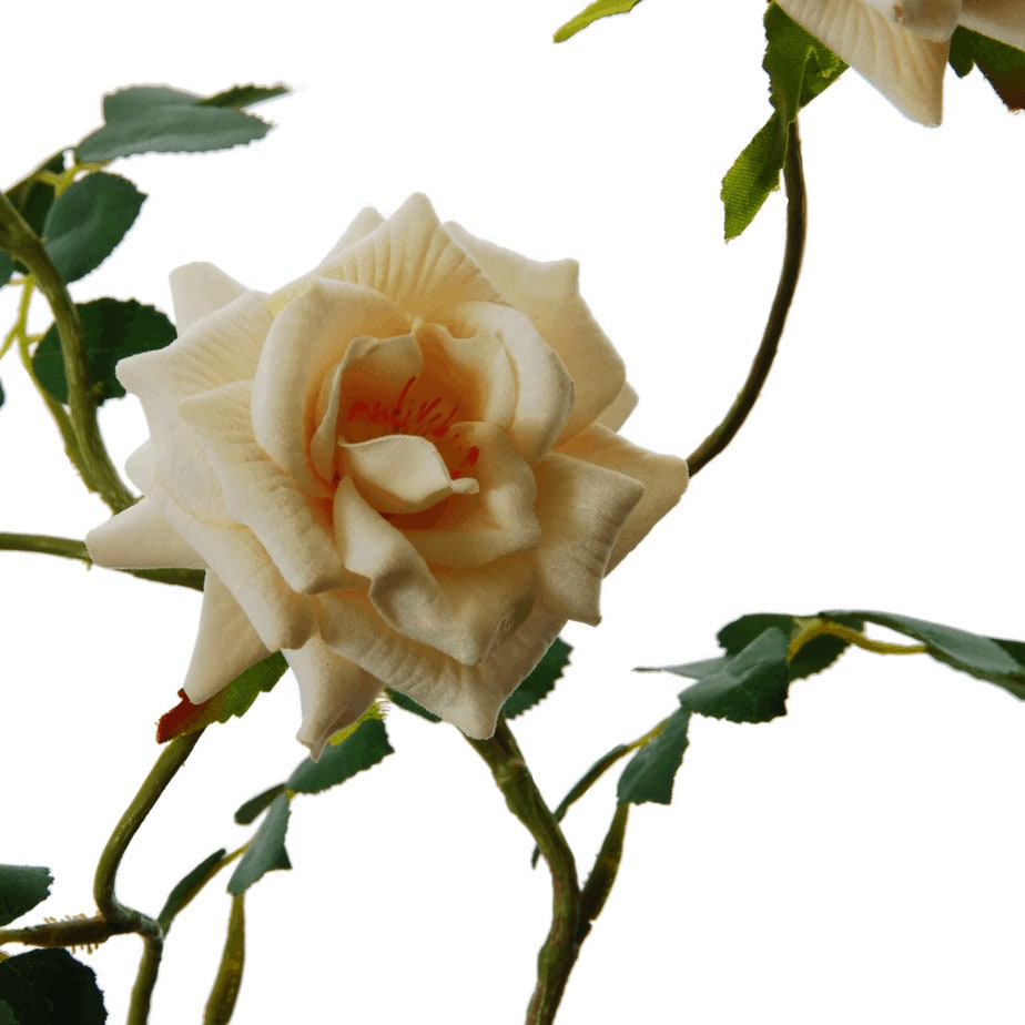 FlowerDutchess rozentak creme