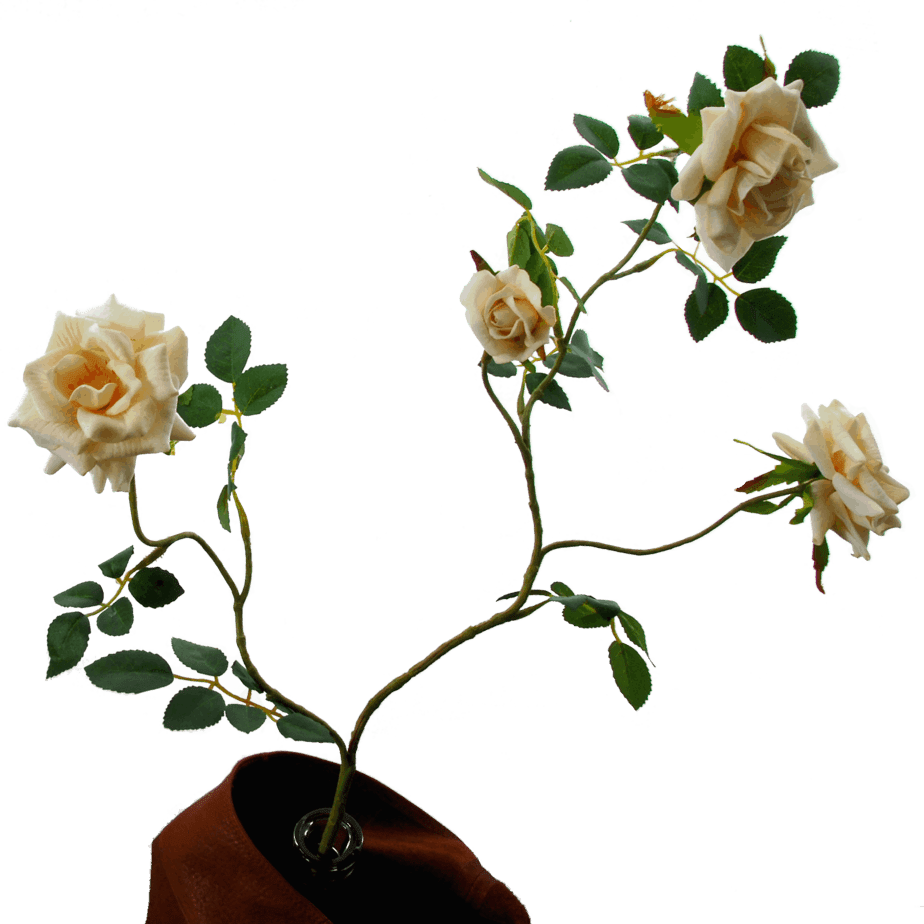 FlowerDutchess rozentak creme 7