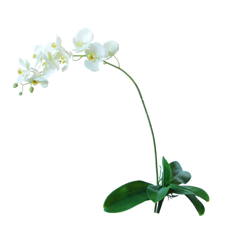 Flowerdutchess Orchidee 9 bloemen 74cm creme en blad 3