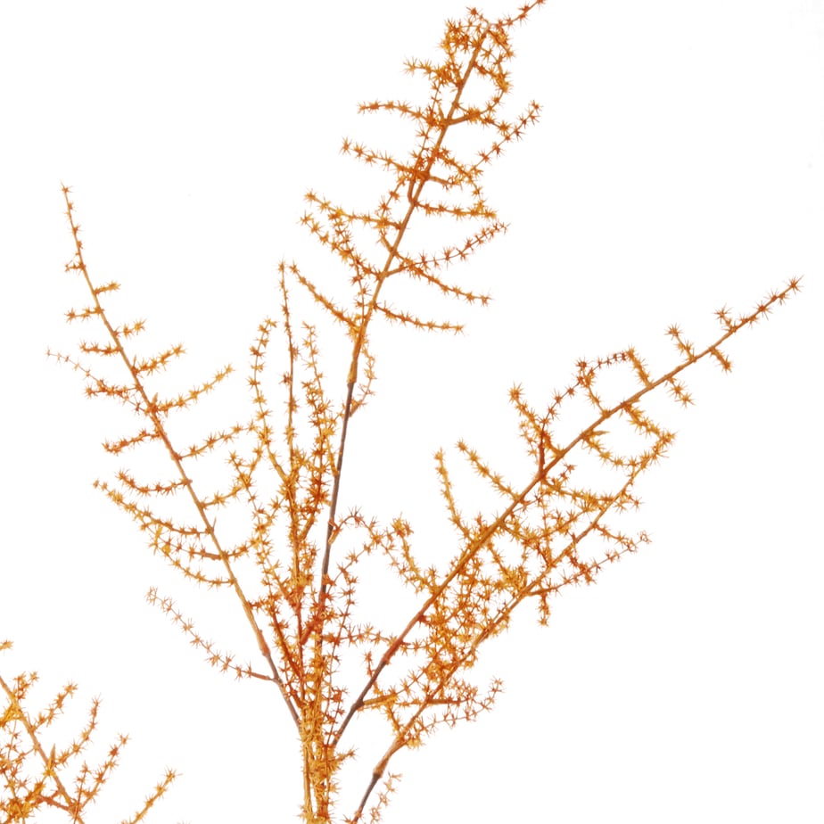 FlowerDutchess sierasperge 127cm oranje 4