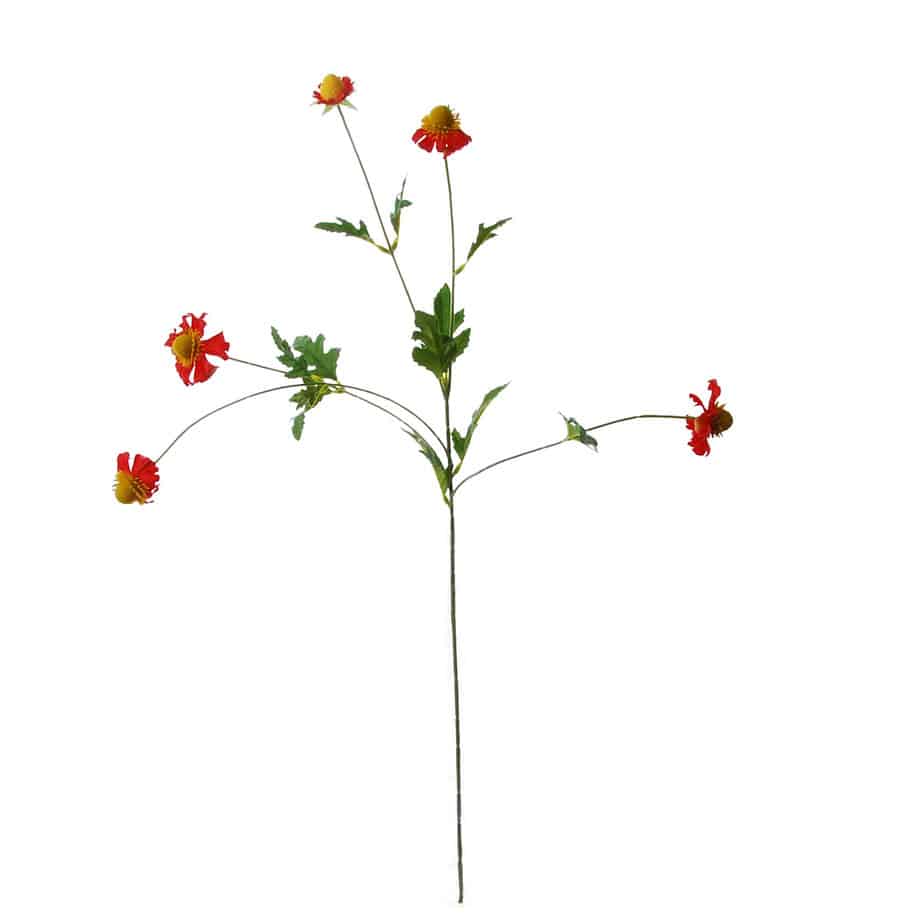 FlowerDutchess Rudbeckia 76cm rood 2