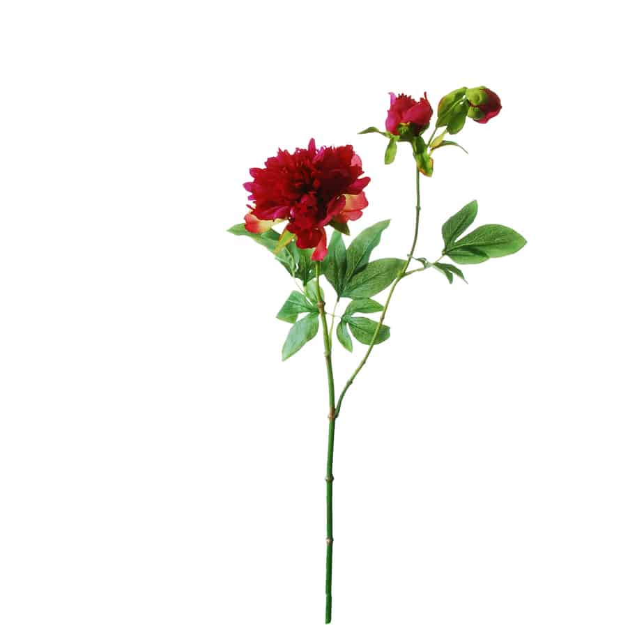 Pioenroos 63cm fuchsia met knop 7