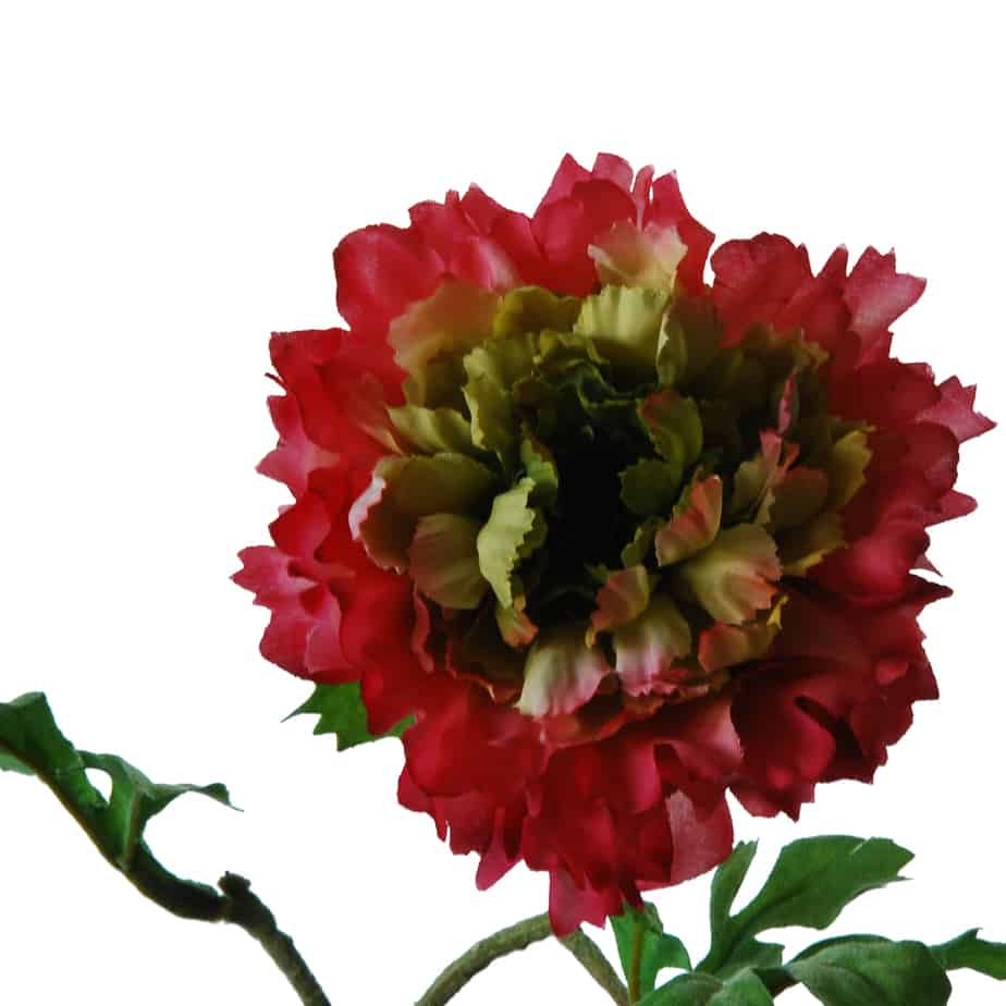 FlowerDutchess ranonkel zinnia 55cm fuchsia groen 3