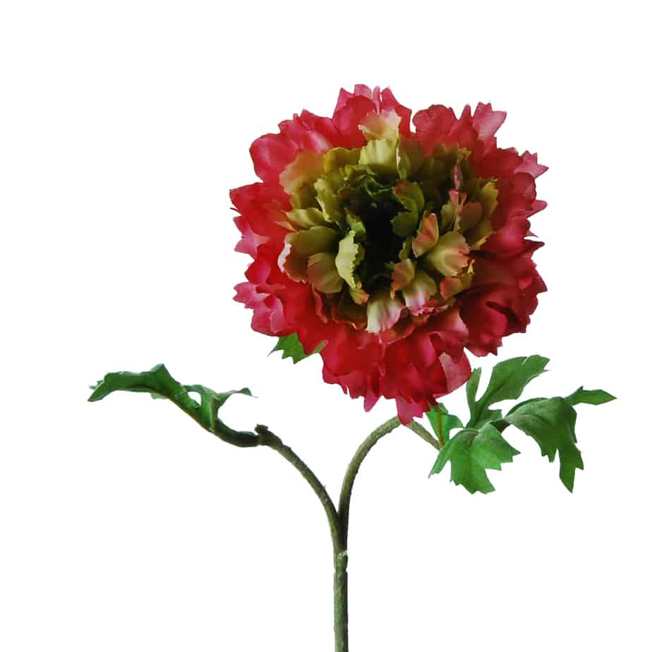 FlowerDutchess ranonkel zinnia 55cm fuchsia groen 5