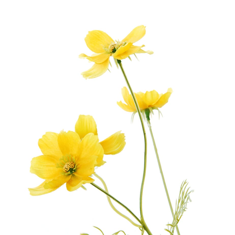 FlowerDutchess Cosmea geel detail 2