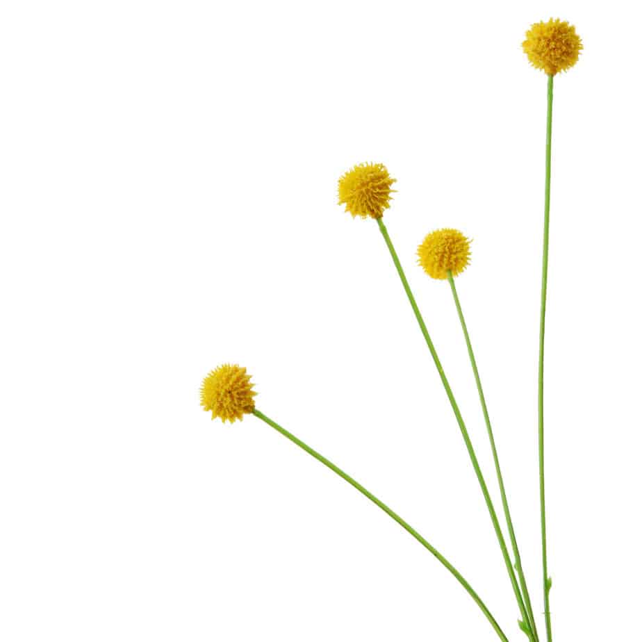 FlowerDutchess Kogeldistel geel 46cm detail