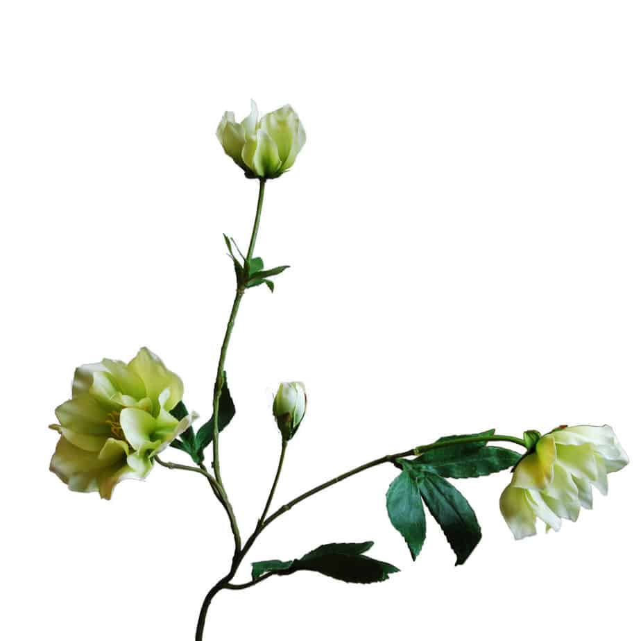 Hellebore 3 bloemen 1 knop creme