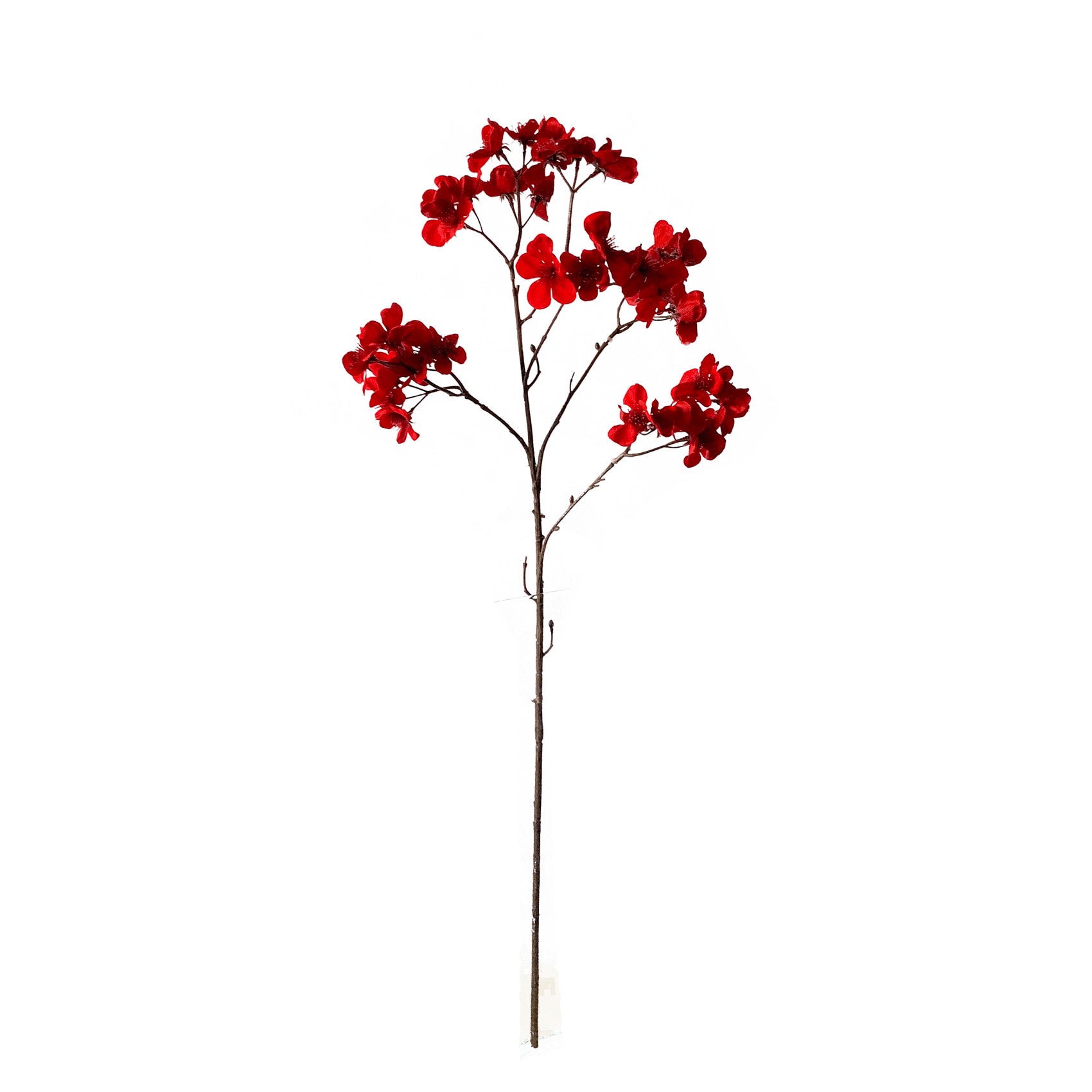 Flowerdutchess cherryblossom tall