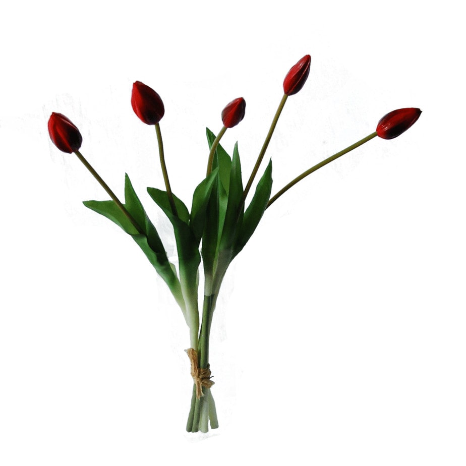 red tulips in bud