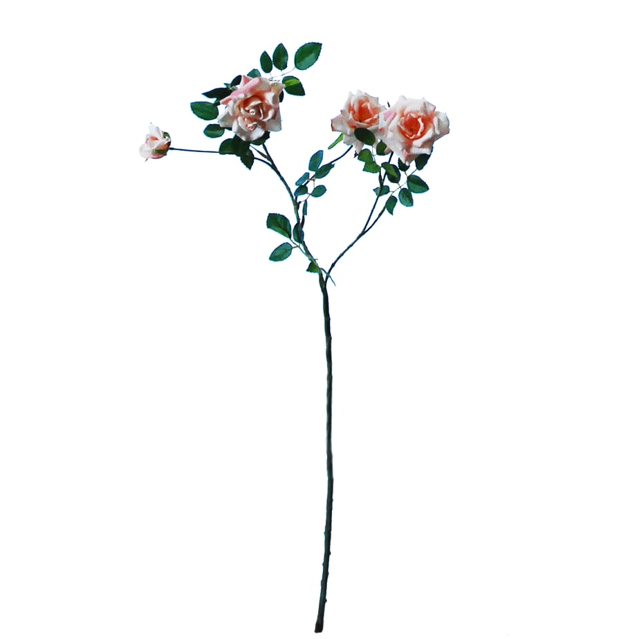 Rose x 3 79 cm edited 5