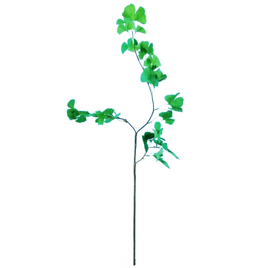 Gingko 3