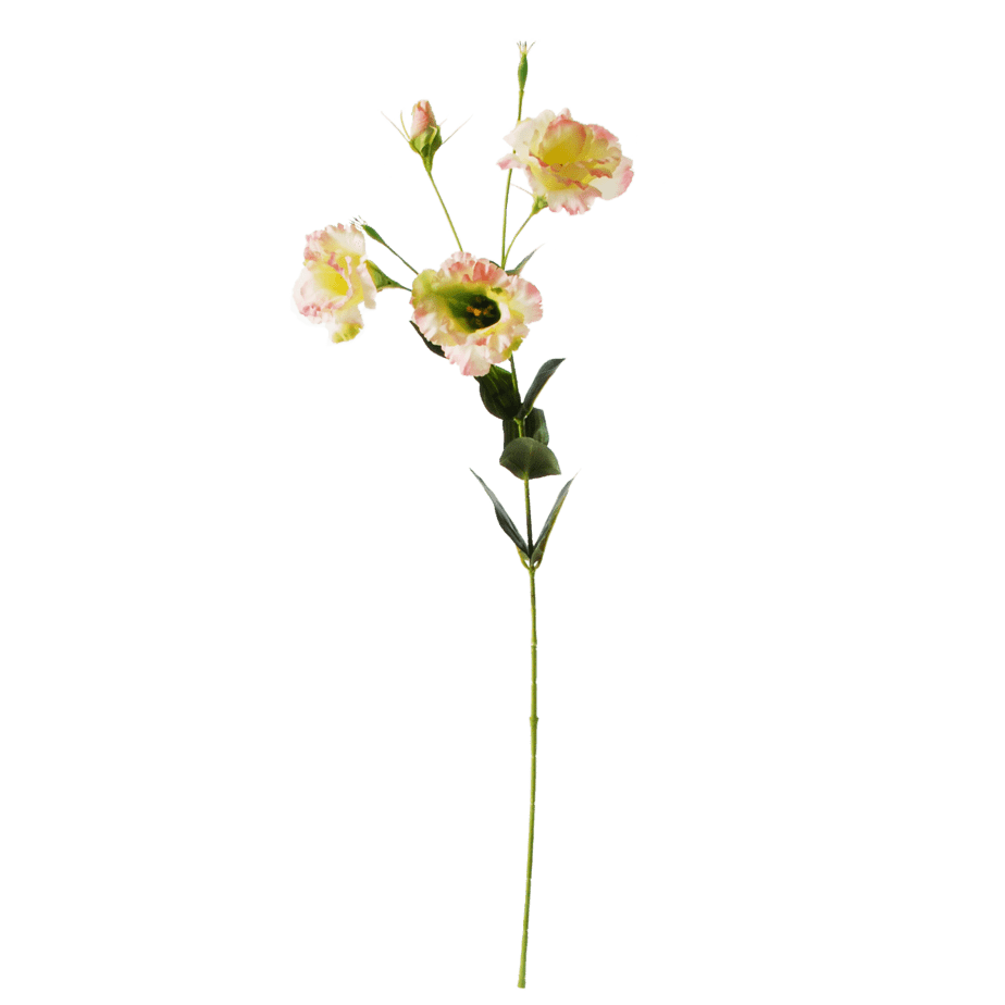 Lysianthus pinkcream