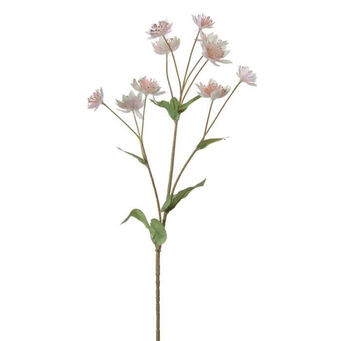 FlowerDutchess astrantie 60cm roze
