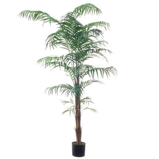 Flowerdutchess palm 210cm