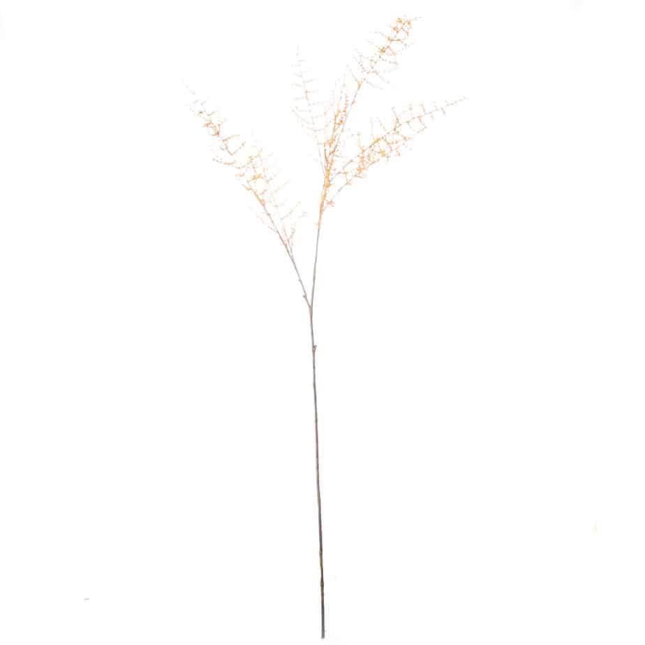 FlowerDutchess sierasperge 127cm oranje 2