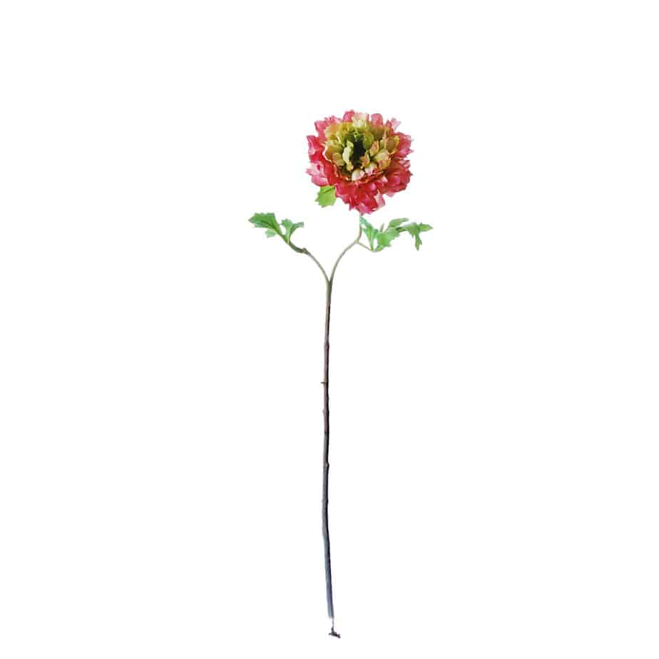 FlowerDutchess ranonkel zinnia 55cm fuchsia groen 4
