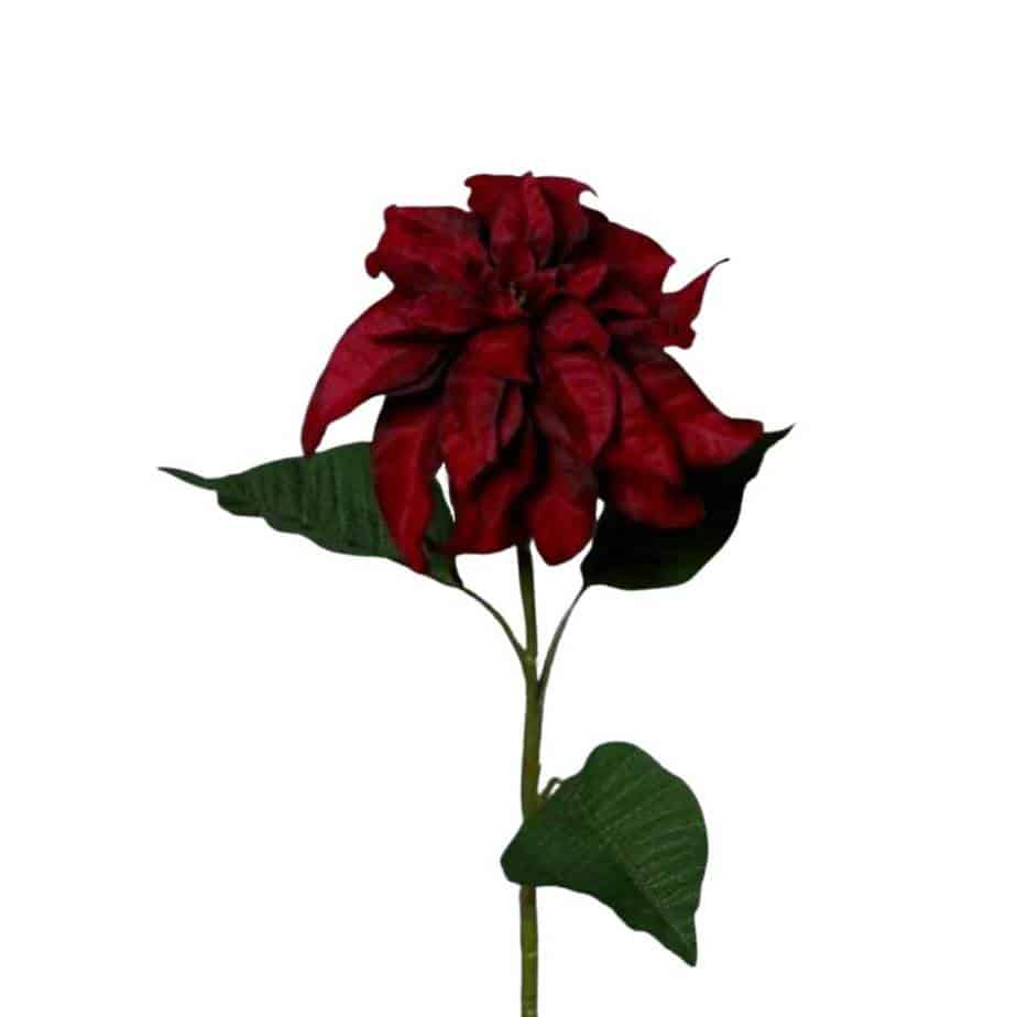 Flowerdutchess zijden bloem kerst ster roos 61cm bordeaux rood