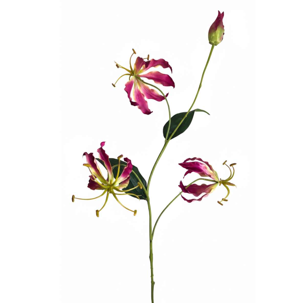 Kunst gloriosa steel met gevlamde roze-gele bloem, groene bladeren en lange meeldraden, natuurlijke opbouw FlowerDutchess