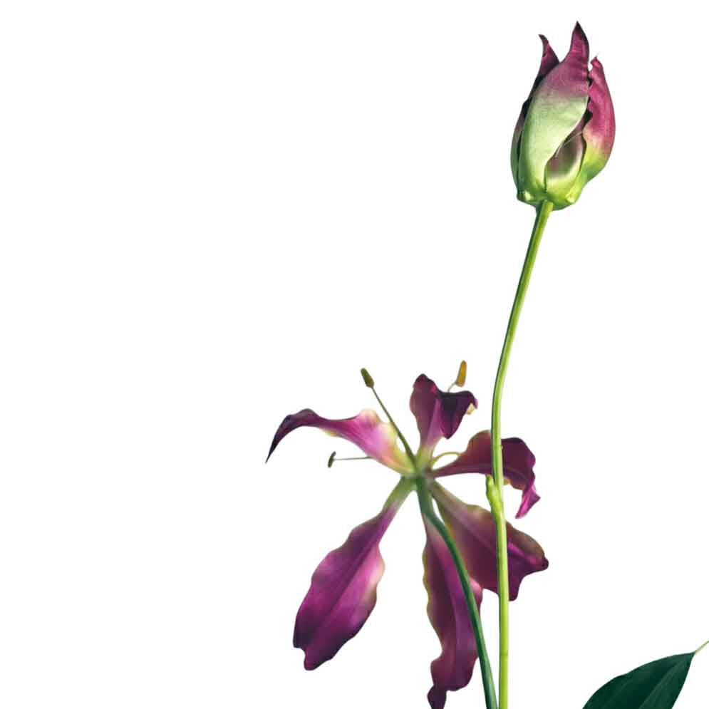 Kunst gloriosa met gesloten knop en open bloem in gevlamde roze-geel tinten, verschillende bloeistadia FlowerDutchess