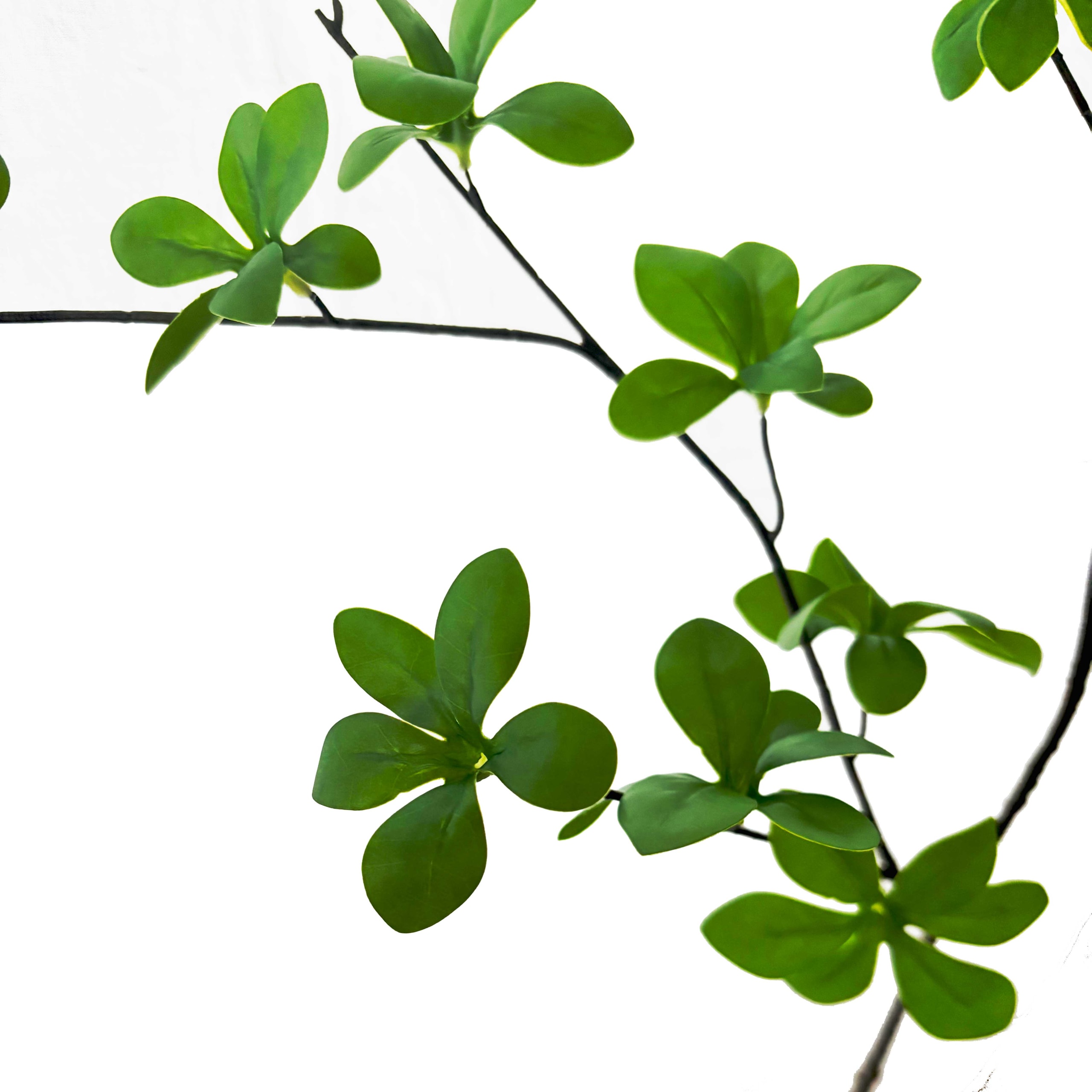 Ipomoea Tak | Klimwinde | 104 cm | groen - Afbeelding 2