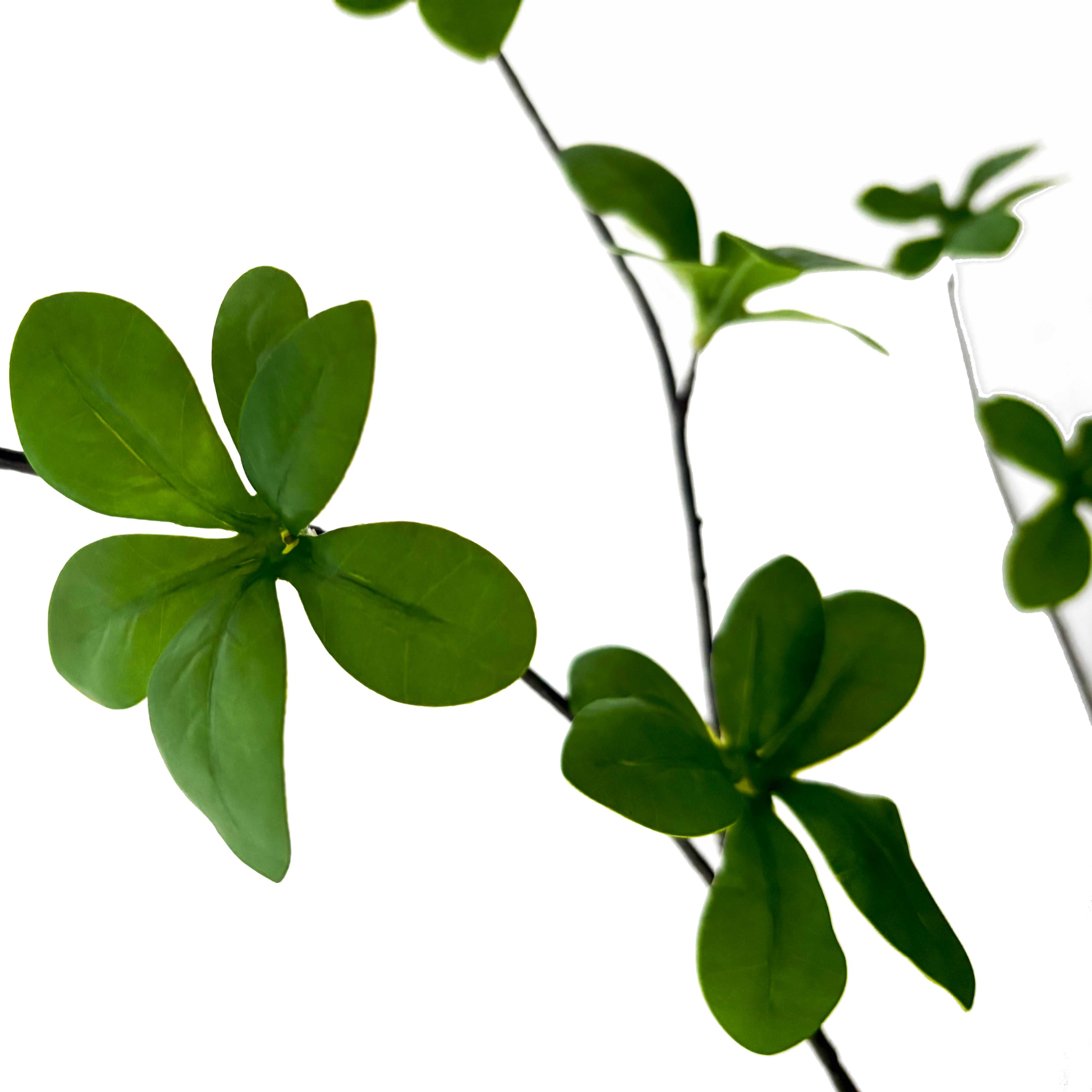 Ipomoea Tak | Klimwinde | 104 cm | groen - Afbeelding 3