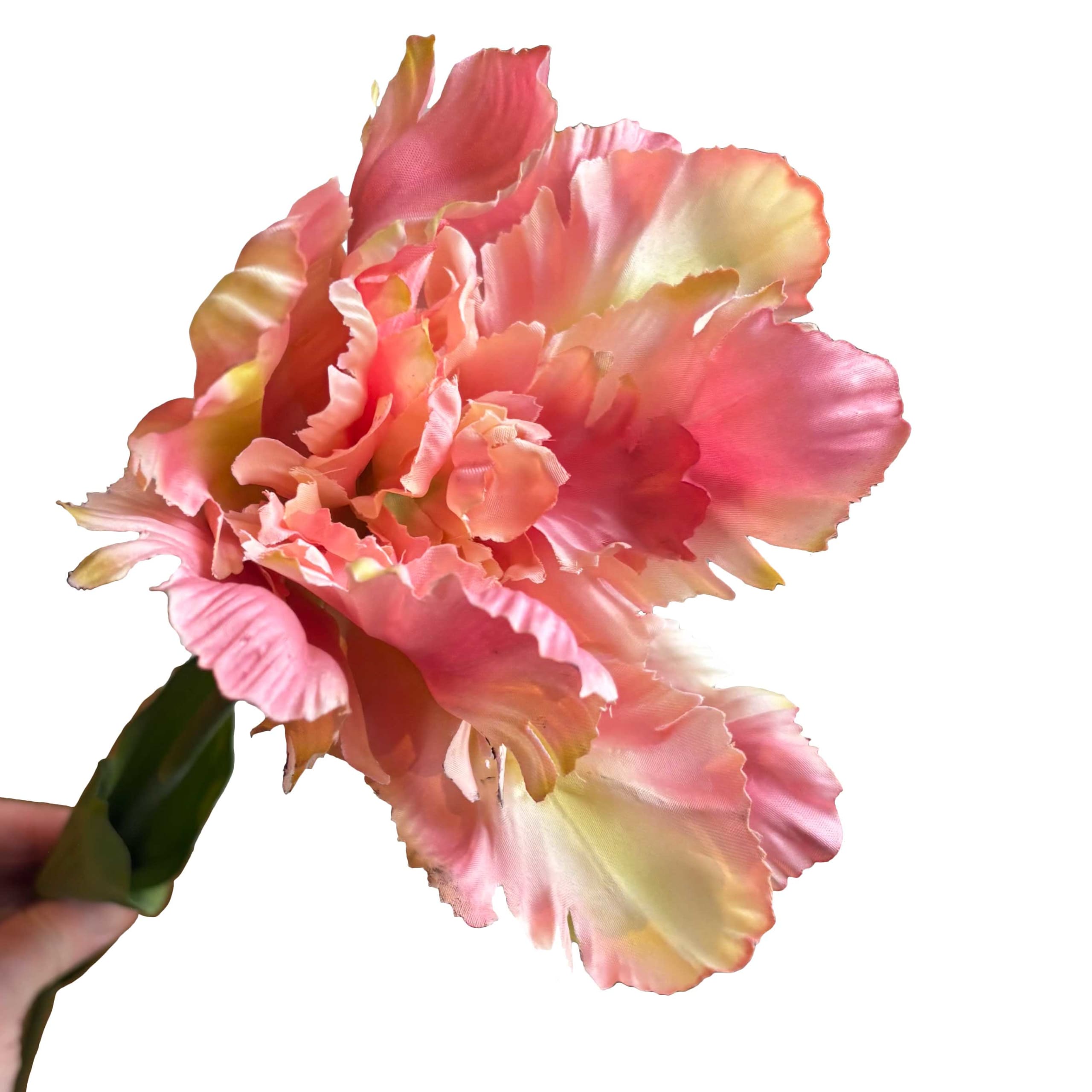 Parkiettulp | 68 cm | zalm - Afbeelding 6