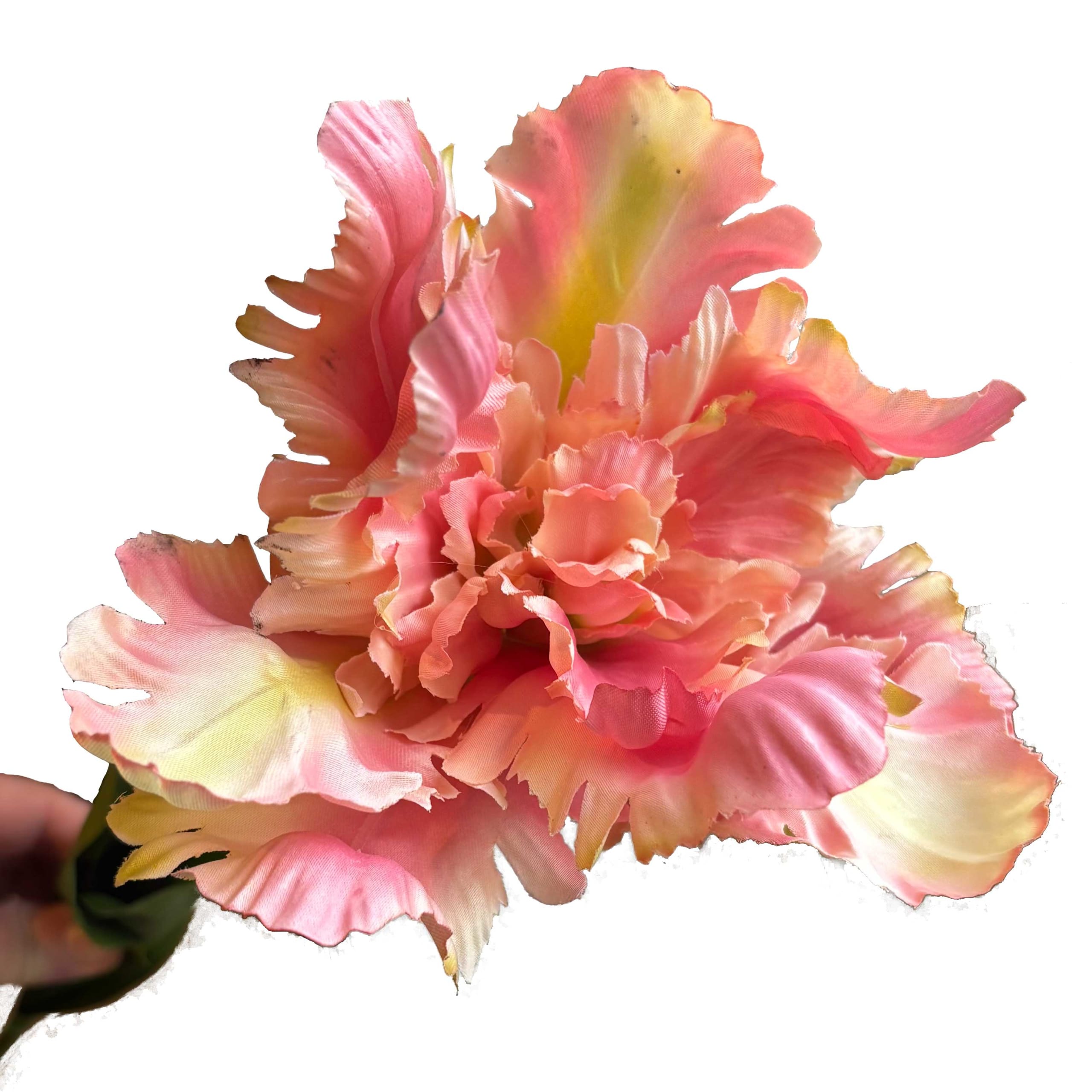 Parkiettulp | 68 cm | zalm - Afbeelding 2