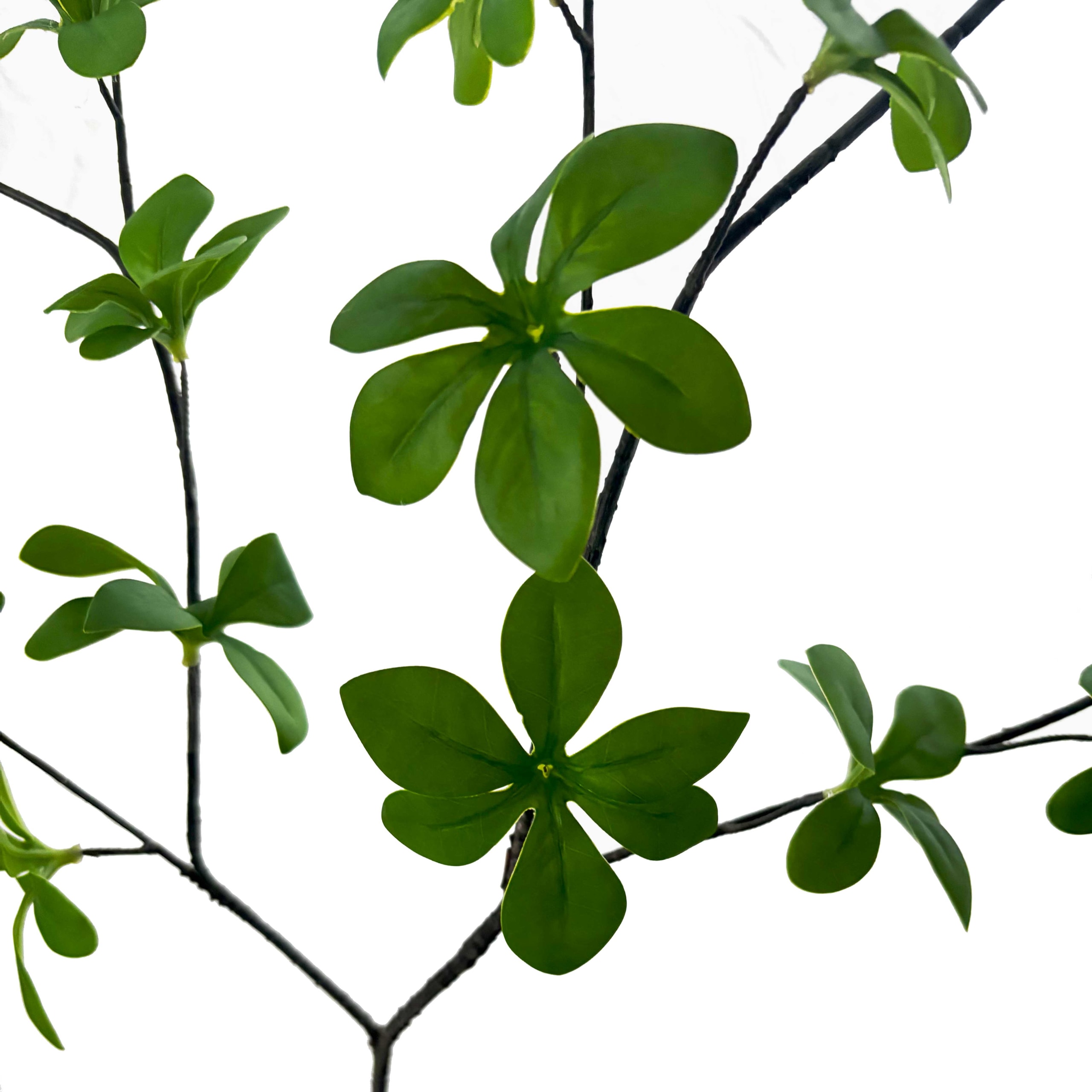 Ipomoea Tak | Klimwinde | 104 cm | groen - Afbeelding 7