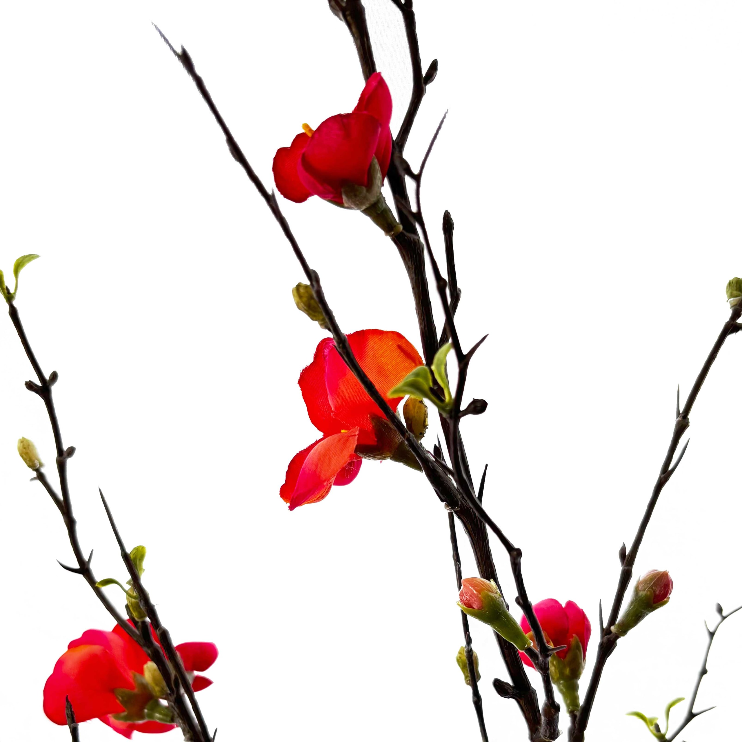 Kweepeer Bloesemtak | 125 cm | koraalrood oranje - Afbeelding 2