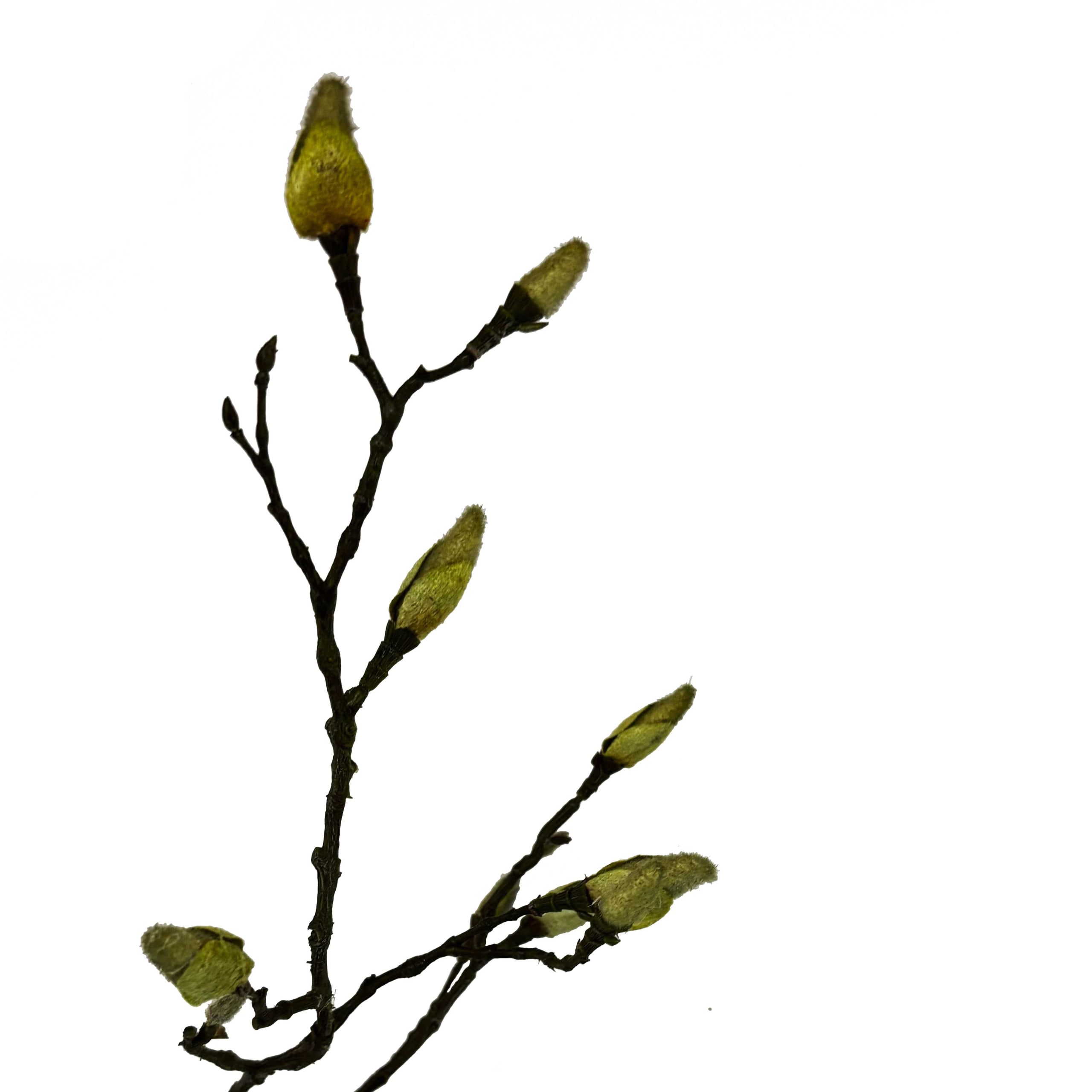 Minimalistische zijden magnoliatak met natuurgetrouwe groene knoppen, 90cm lang - FlowerDutchess kunstbloemen
