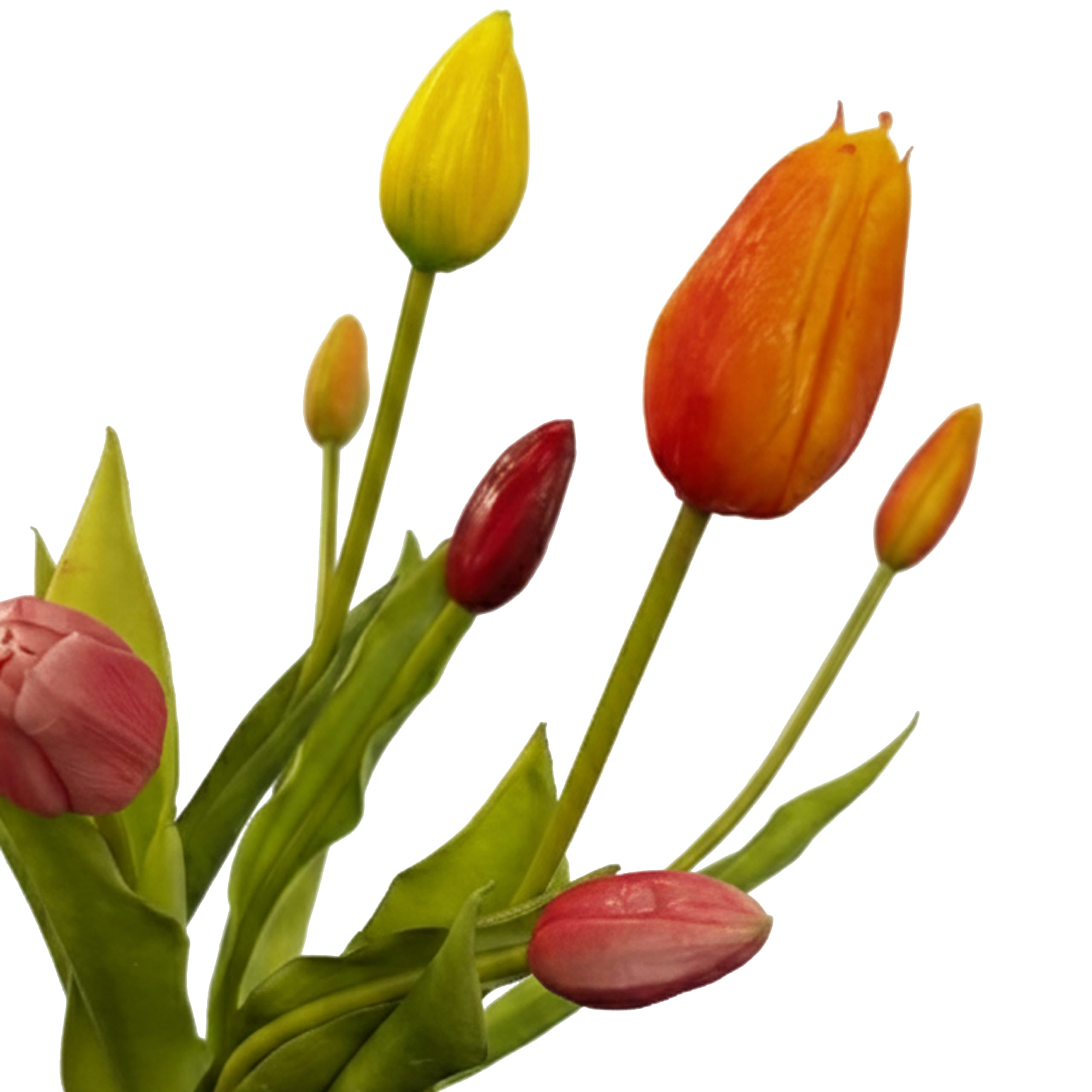 Tulpen | 31 cm | fuchsia roze | bosje van 5 - Afbeelding 2