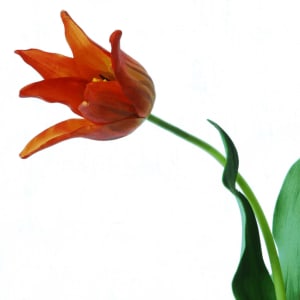 Tulip on a stem orange 64cm detail