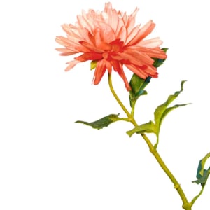 Chrysanthemum pink