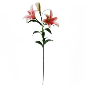Lily tall