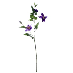 Clematis blue
