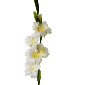 Gladiolus white 2