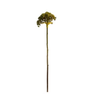 Hydrangea bud green 3