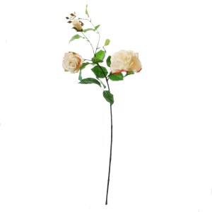 FlowerDutchess rozen tak poederroze grote rozen