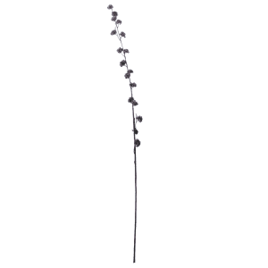 FlowerDutchess Callicarpa paars