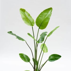 FlowerDutchess Strelizia 150cm groen