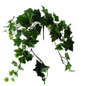 FlowerDutchess Ivy green 60cm 1