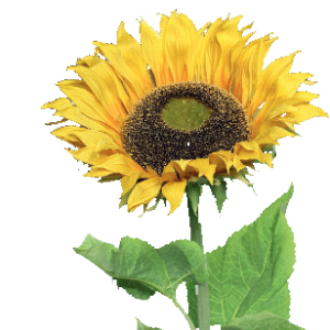FlowerDutchess Sunflower 134cm yellow