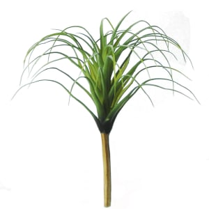 FlowerDutchess Tillandsia green green 25cm 2